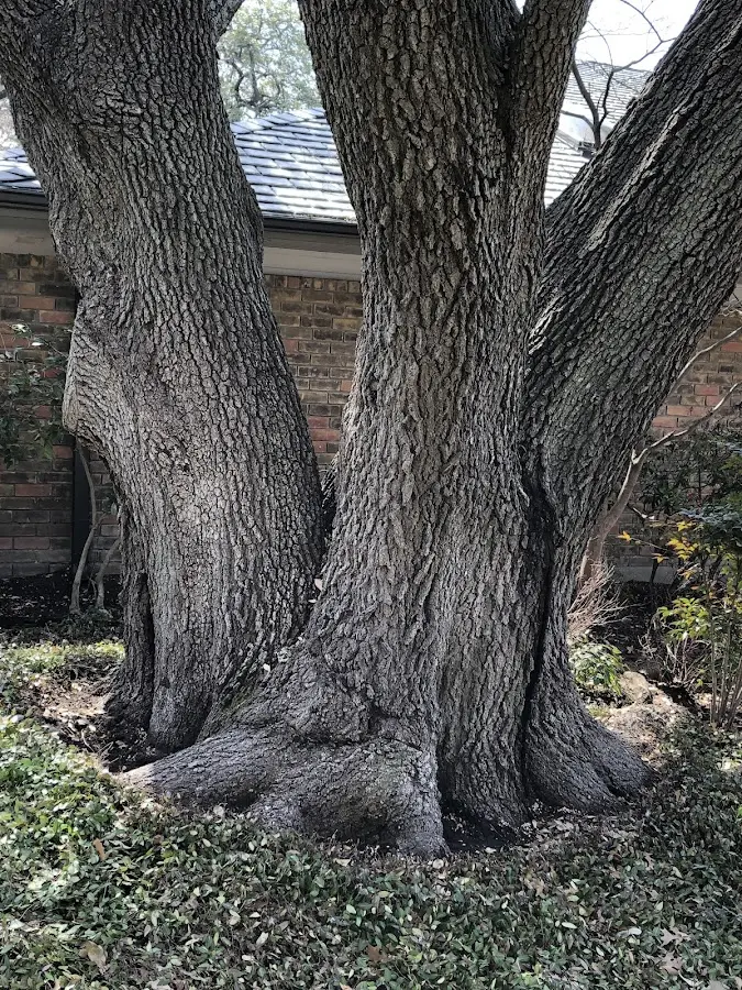 Mature heritage tree close to a Ocean City property cared for by certified arborists